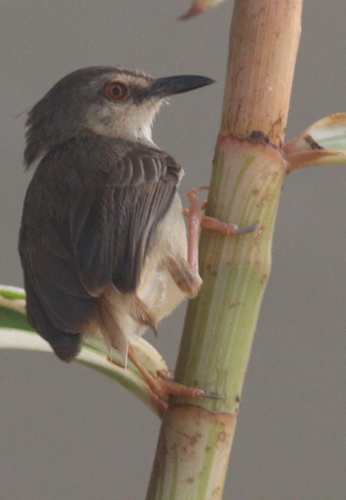 褐胁鹪莺(Prinia subflava)