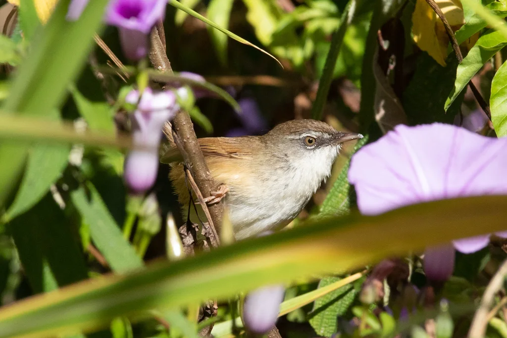黑喉山鹪莺（Prinia superciliaris）
