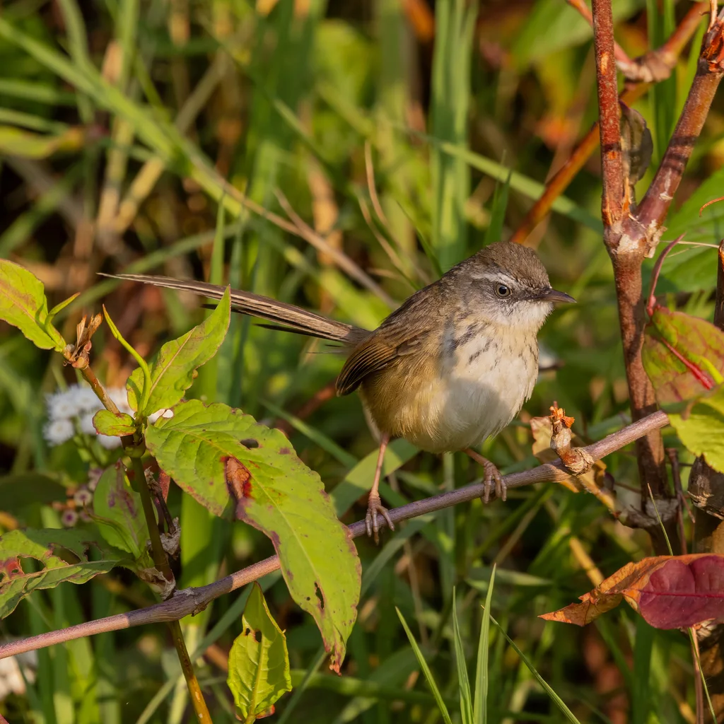 黑喉山鹪莺（Prinia superciliaris）
