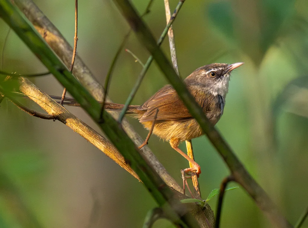 黑喉山鹪莺（Prinia superciliaris）