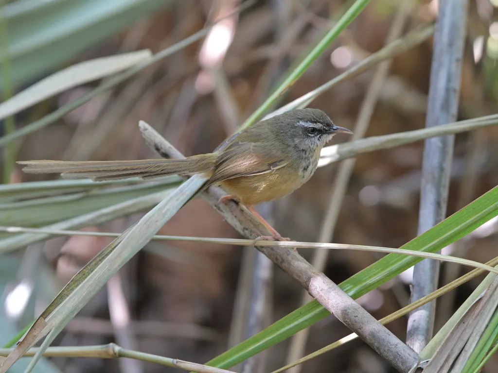黑喉山鹪莺（Prinia superciliaris）