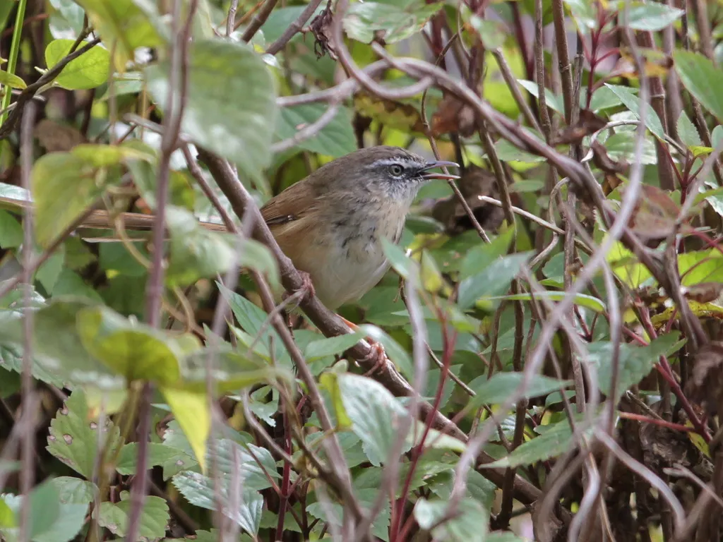 黑喉山鹪莺（Prinia superciliaris）