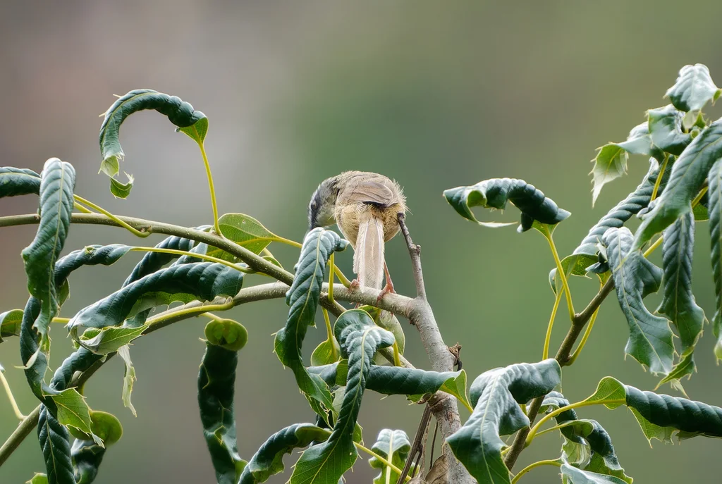 黑喉山鹪莺（Prinia superciliaris）