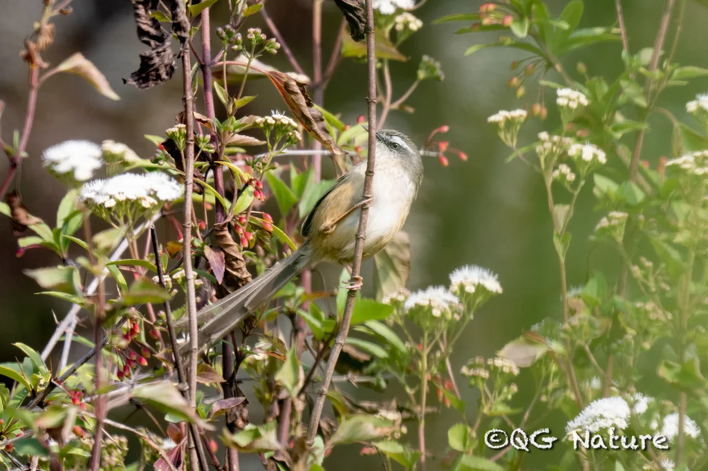 黑喉山鹪莺（Prinia superciliaris）