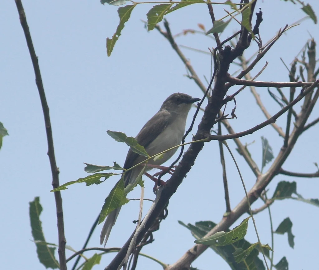 丛林山鹪莺(Prinia sylvatica)