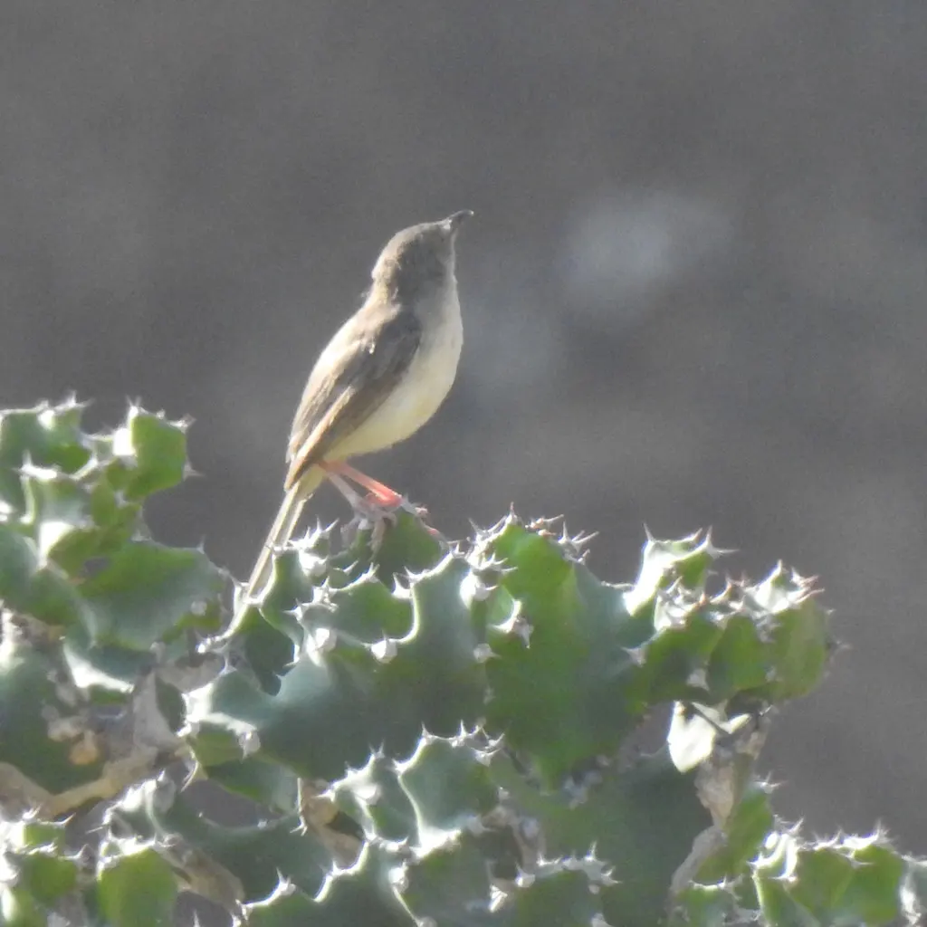 丛林山鹪莺(Prinia sylvatica)
