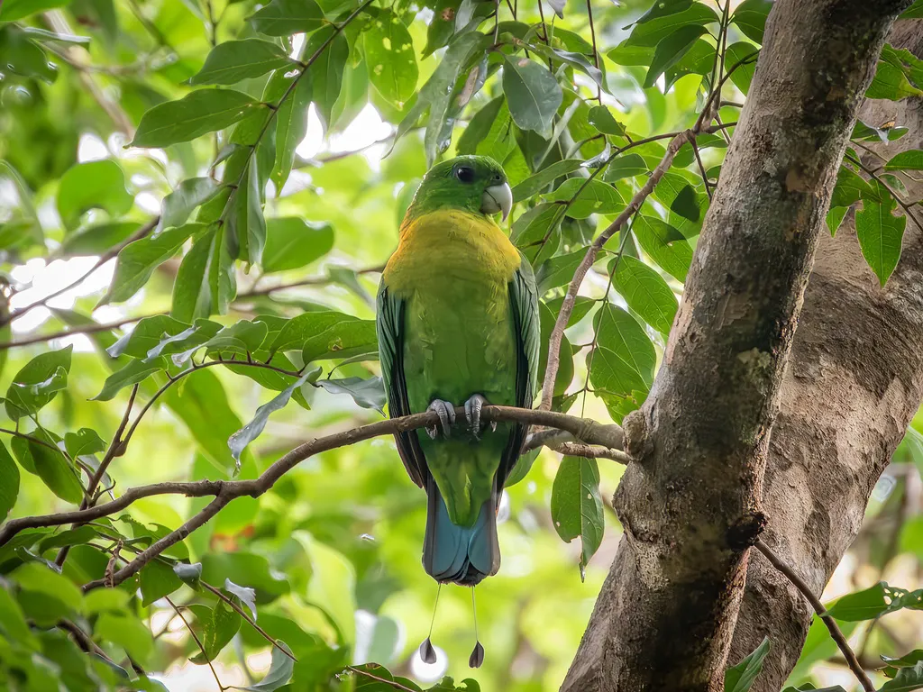 红斑扇尾鹦鹉(Prioniturus flavicans)
