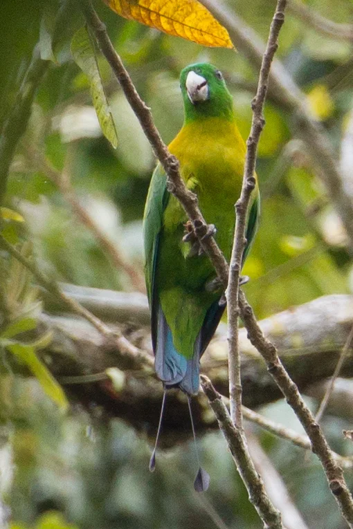 红斑扇尾鹦鹉(Prioniturus flavicans)
