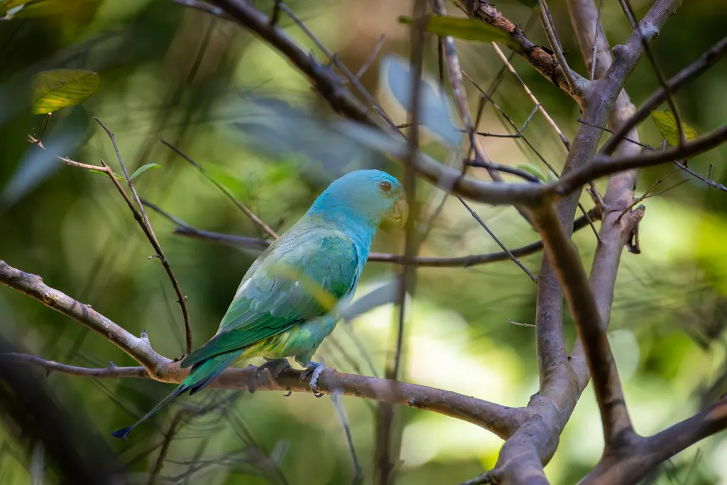 巴拉望扇尾鹦鹉(Prioniturus platenae)