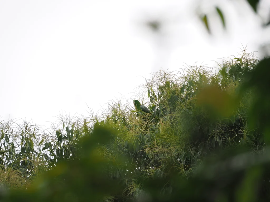 金肩扇尾鹦鹉(Prioniturus platurus)