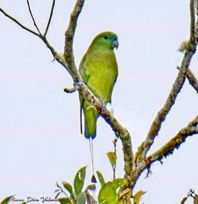 棉岛扇尾鹦鹉(Prioniturus waterstradti)