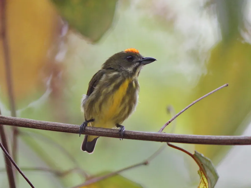 黄喉锯齿啄花鸟(Prionochilus maculatus)