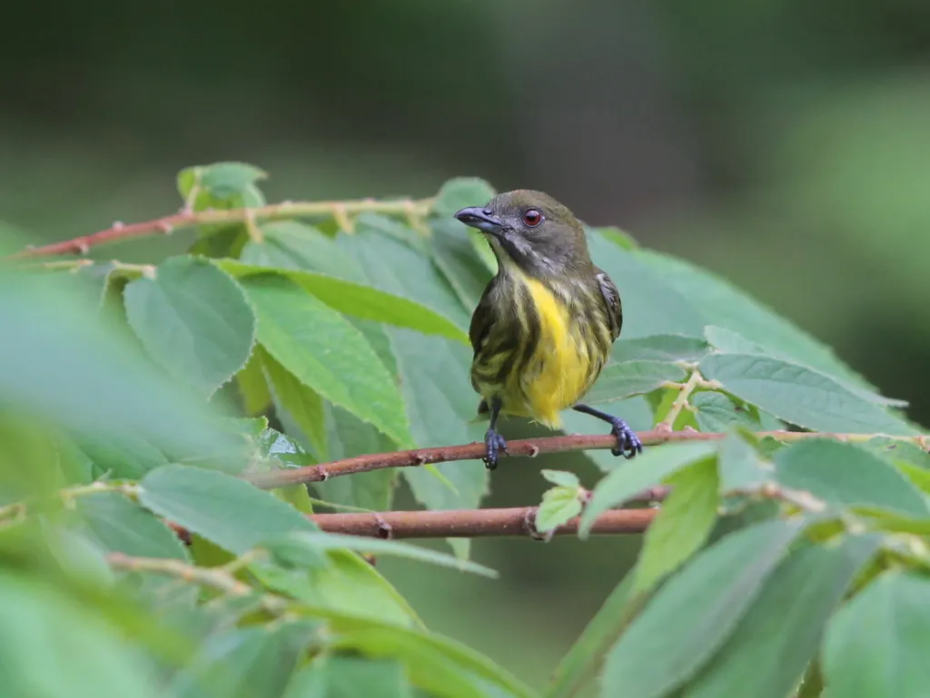 黄喉锯齿啄花鸟(Prionochilus maculatus)