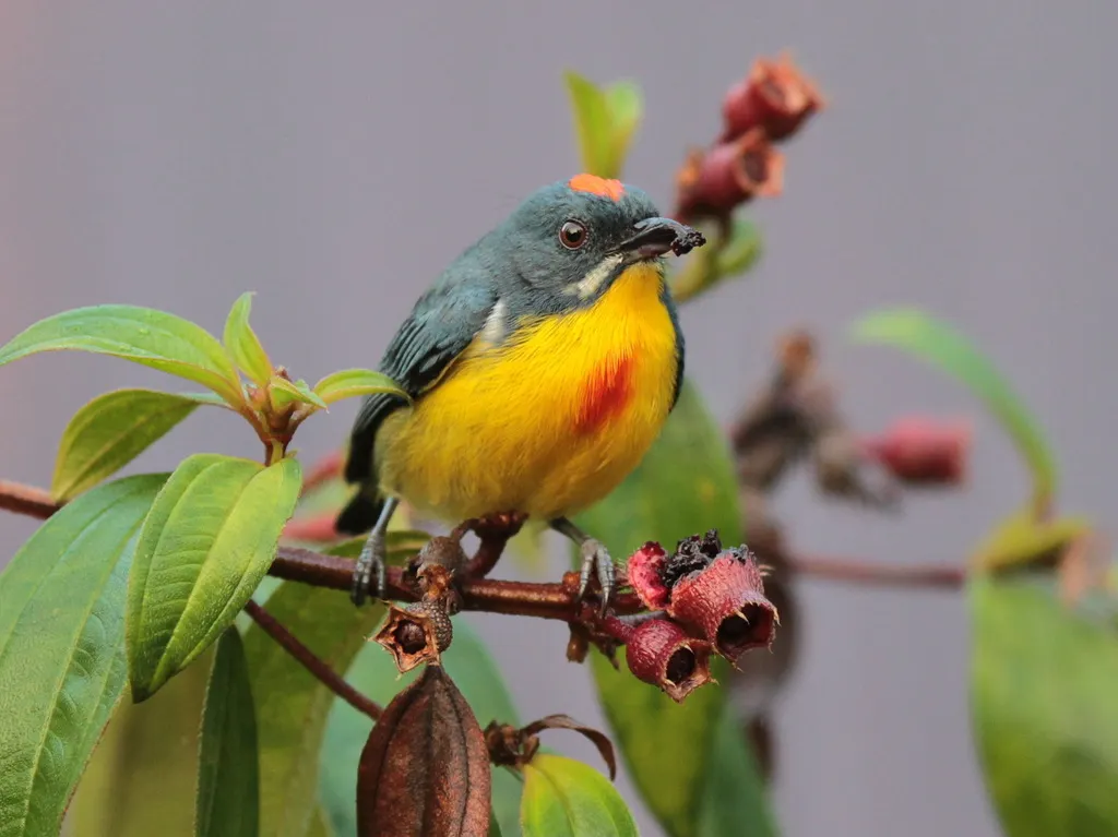 绯胸锯齿啄花鸟(Prionochilus percussus)