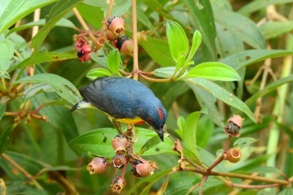 绯胸锯齿啄花鸟(Prionochilus percussus)