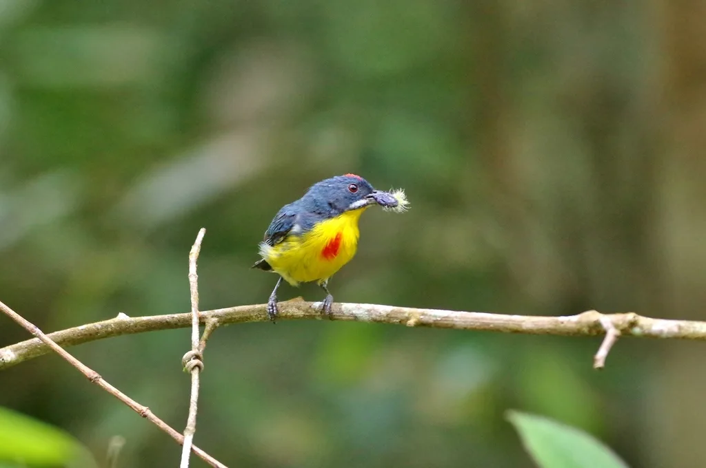绯胸锯齿啄花鸟(Prionochilus percussus)