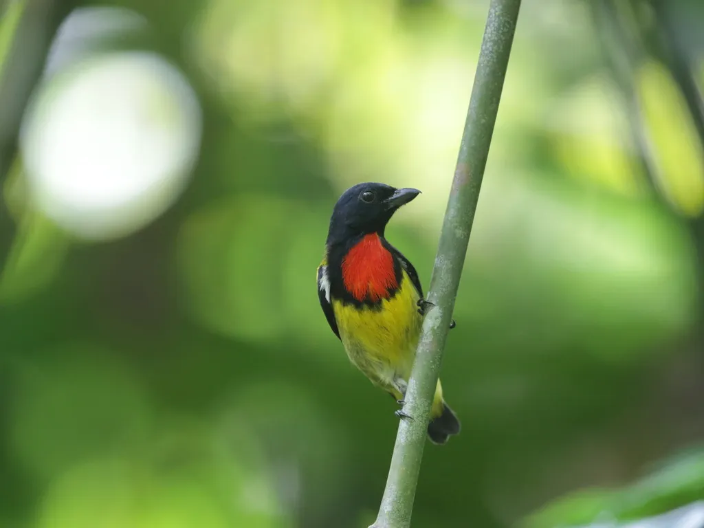 赤胸锯齿啄花鸟(Prionochilus thoracicus)