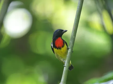 赤胸锯齿啄花鸟