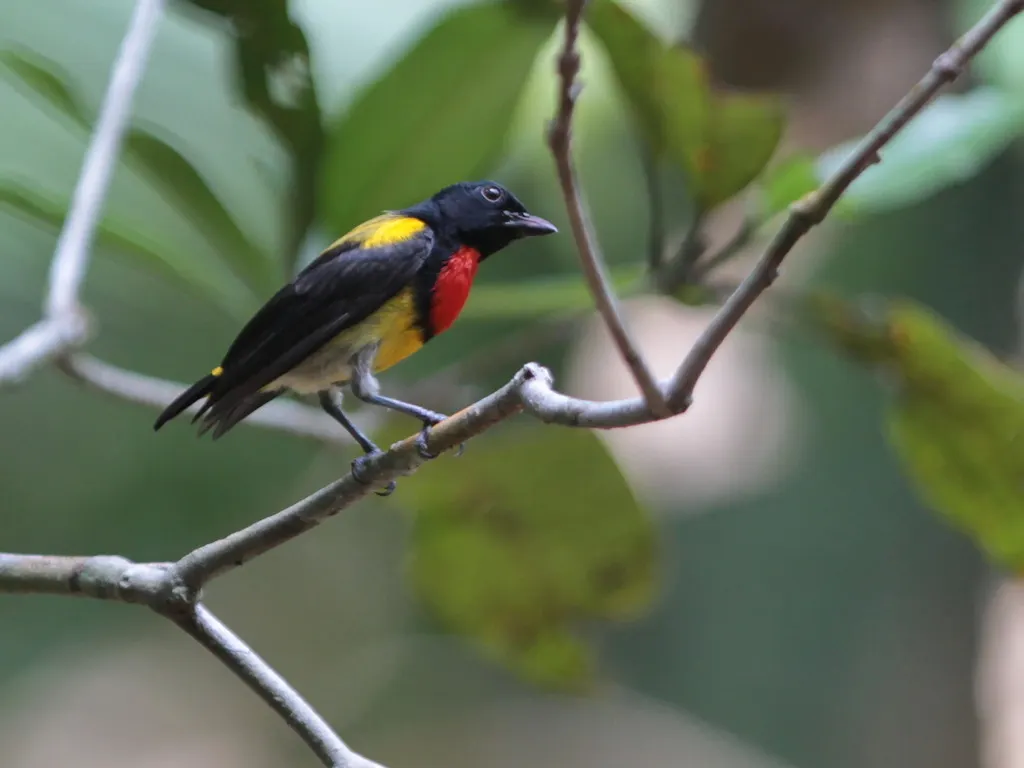赤胸锯齿啄花鸟(Prionochilus thoracicus)