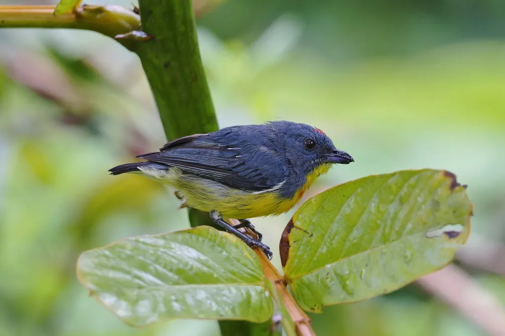 婆罗洲啄花鸟(Prionochilus xanthopygius)