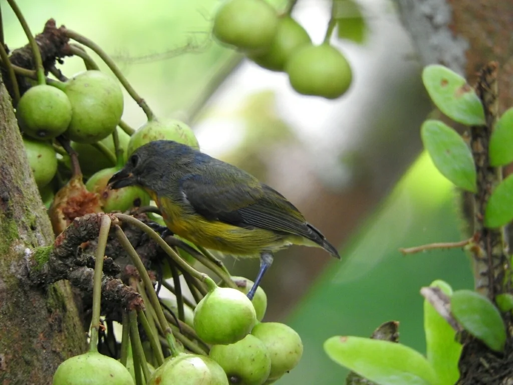 婆罗洲啄花鸟(Prionochilus xanthopygius)