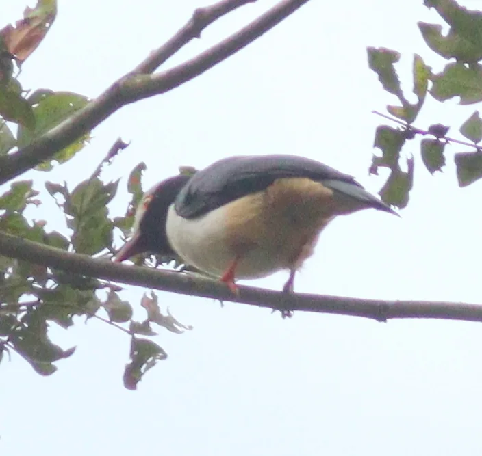 栗腹盔鵙(Prionops caniceps)