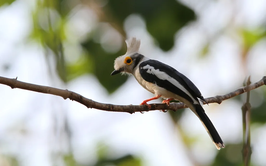 长冠盔鵙(Prionops plumatus)