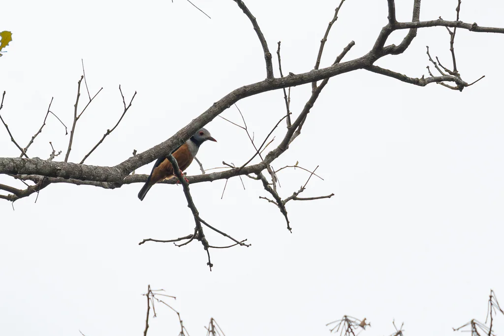 棕腹盔鵙（Prionops rufiventris）