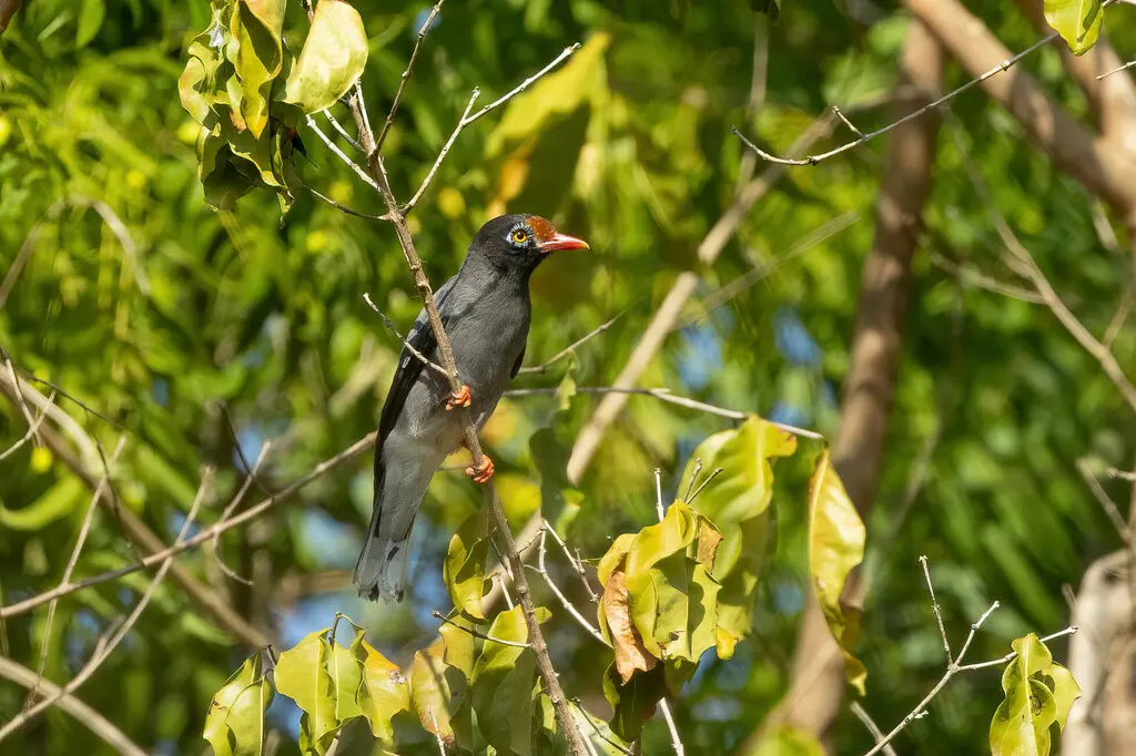 栗额盔鵙(Prionops scopifrons)