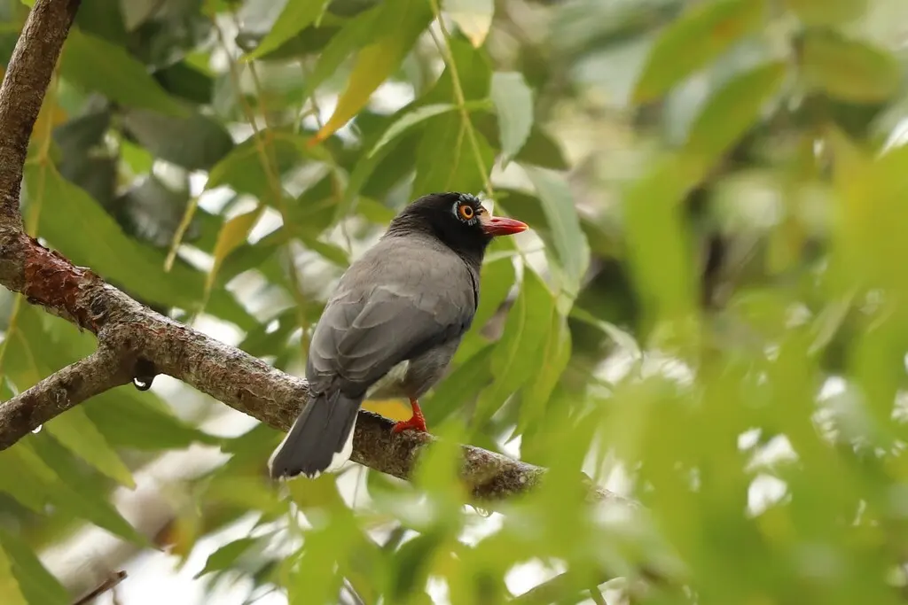 栗额盔鵙(Prionops scopifrons)