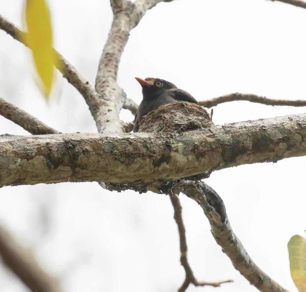 栗额盔鵙(Prionops scopifrons)