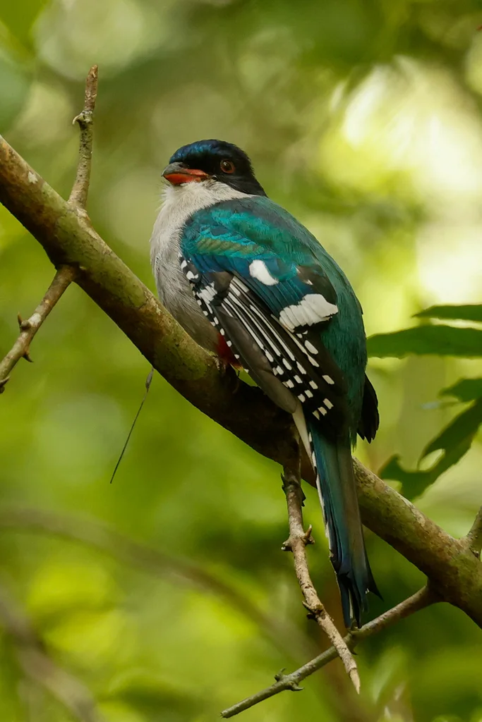古巴咬鹃（Priotelus temnurus）