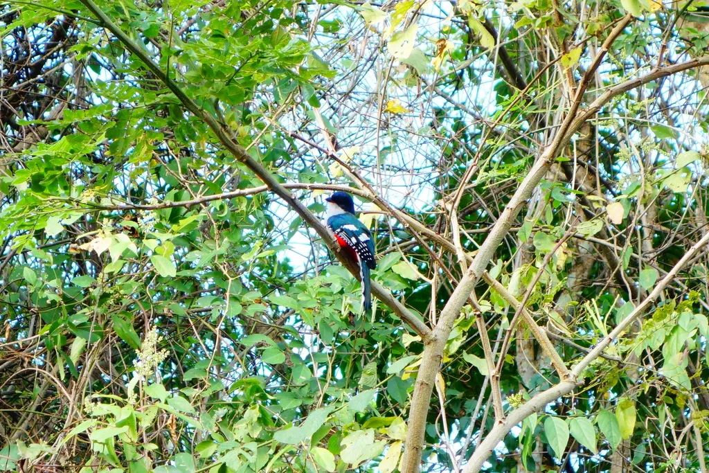 古巴咬鹃（Priotelus temnurus）