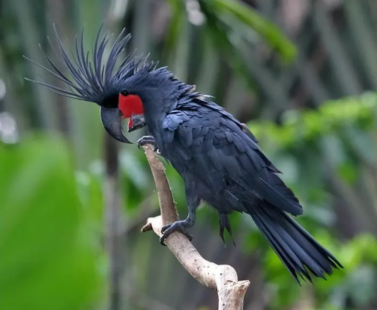 棕树凤头鹦鹉(Probosciger aterrimus)