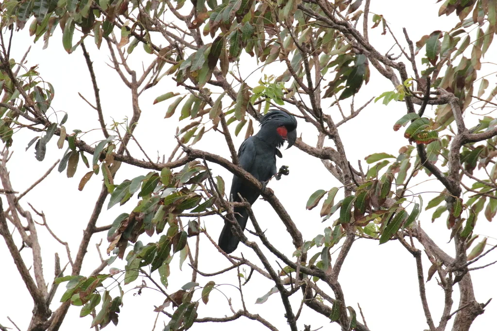 棕树凤头鹦鹉(Probosciger aterrimus)