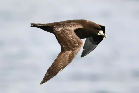 白颏风鹱