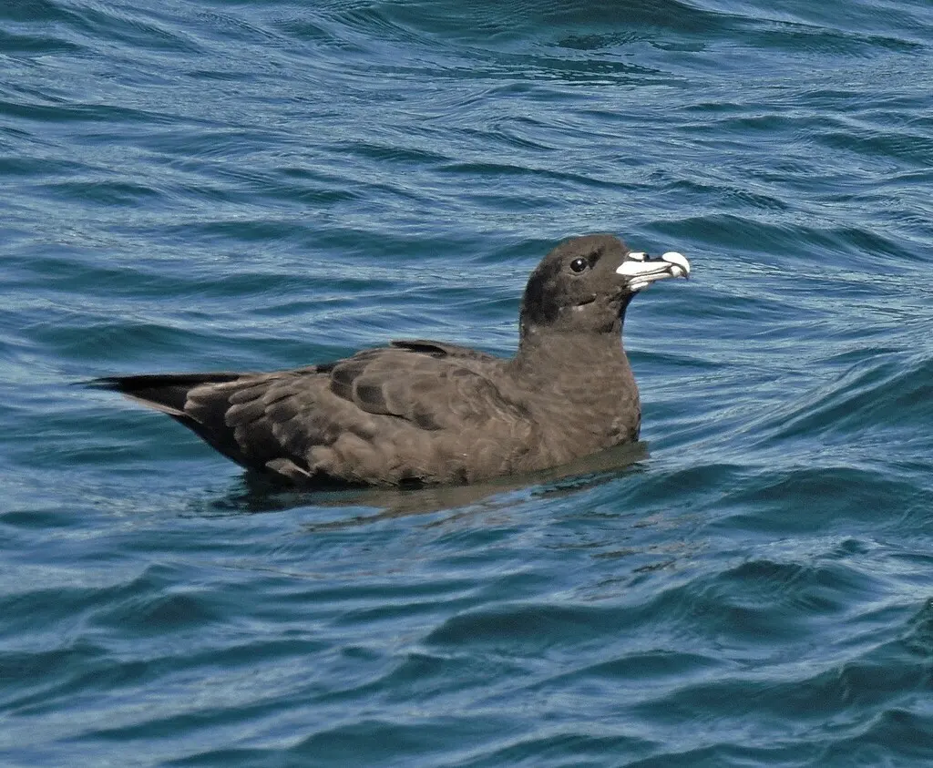 白颏风鹱(Procellaria aequinoctialis)