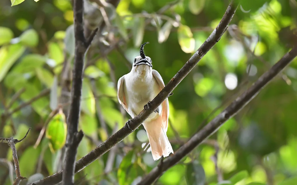 白钟伞鸟(Procnias albus)