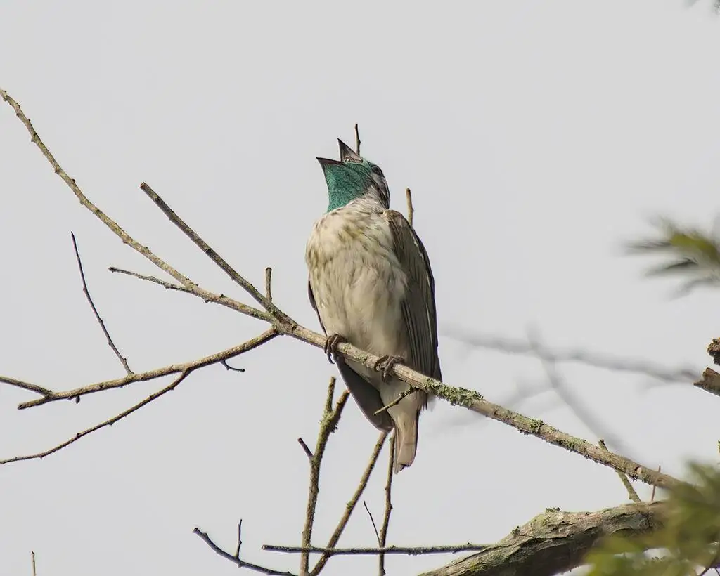裸喉钟伞鸟（Procnias nudicollis）