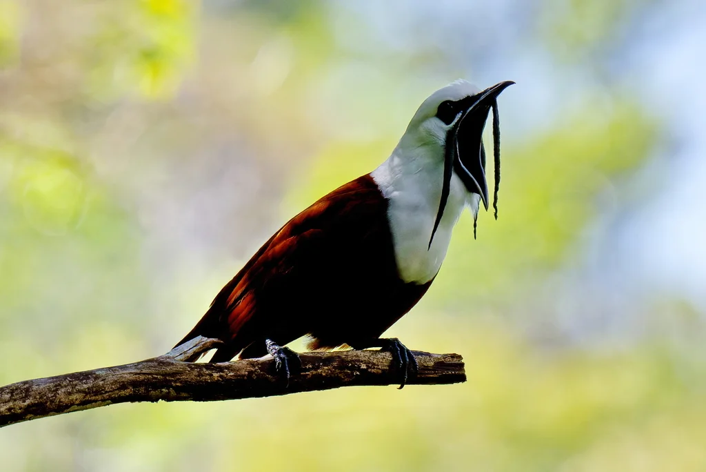 肉垂钟伞鸟(Procnias tricarunculatus)