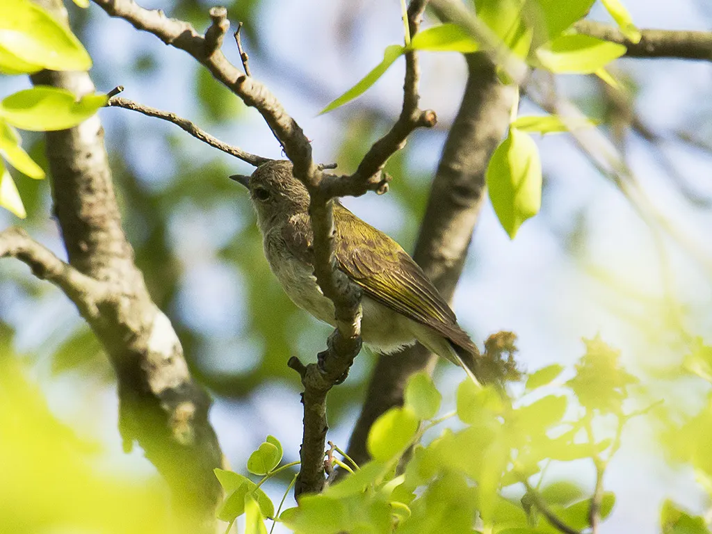 绿背蜜䴕(Prodotiscus zambesiae)