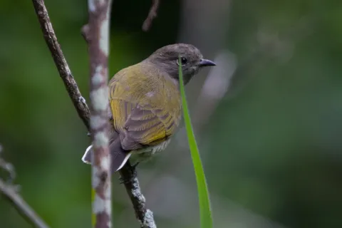 绿背蜜䴕