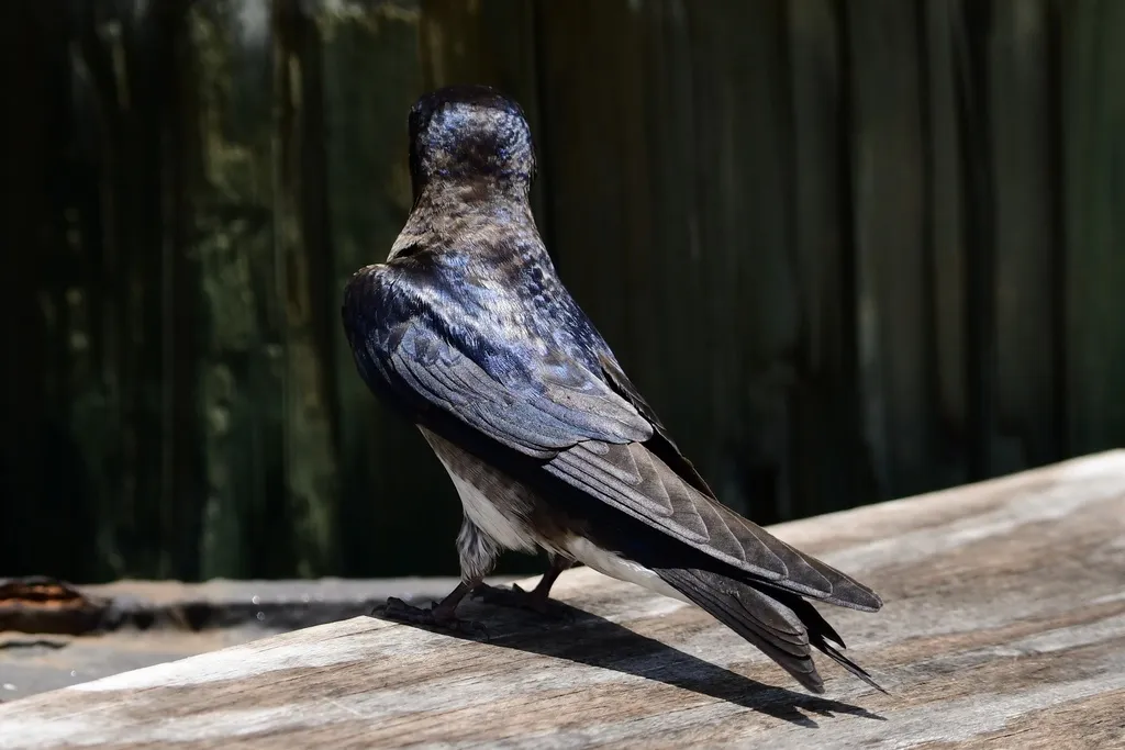 古巴崖燕(Progne cryptoleuca)