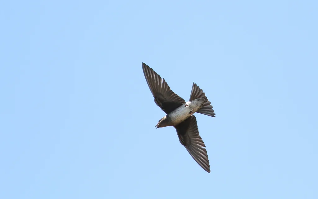 古巴崖燕(Progne cryptoleuca)