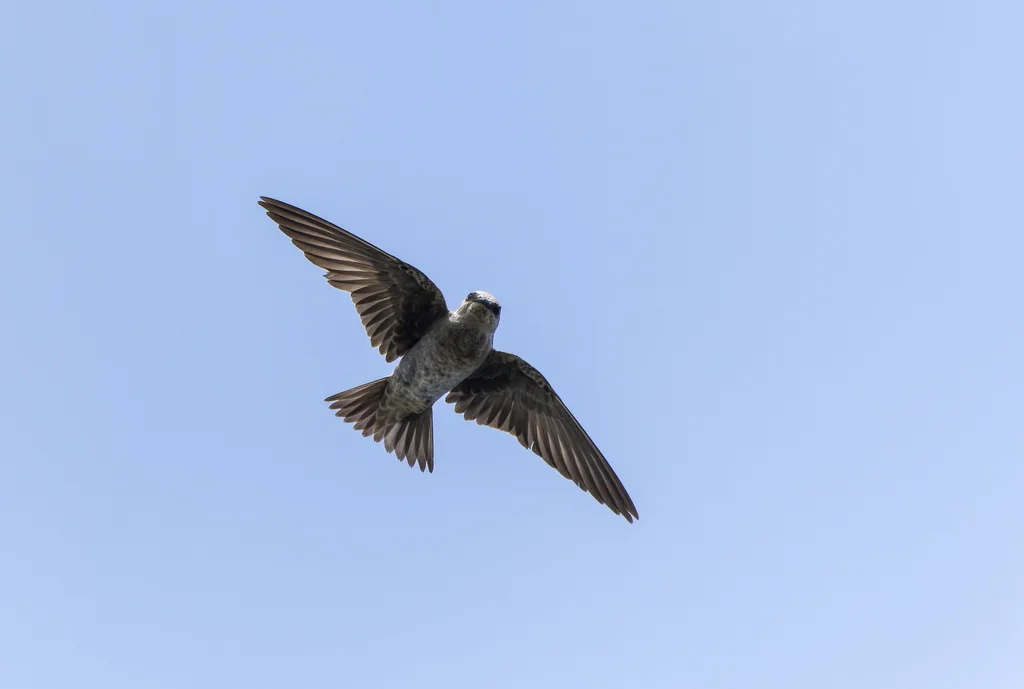 秘鲁崖燕(Progne murphyi)