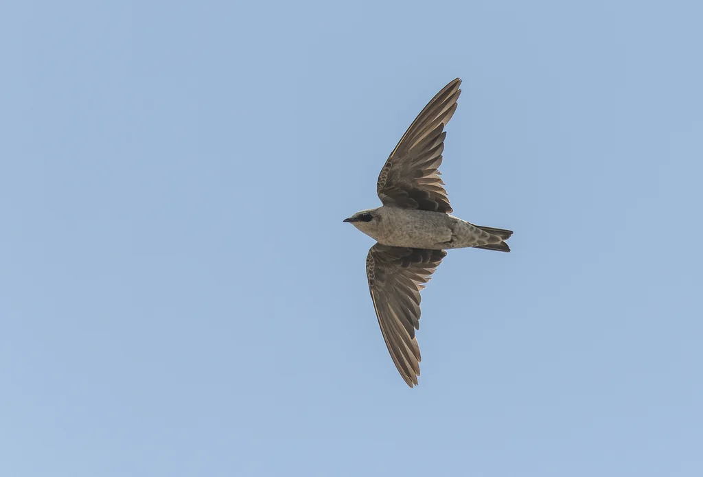秘鲁崖燕(Progne murphyi)
