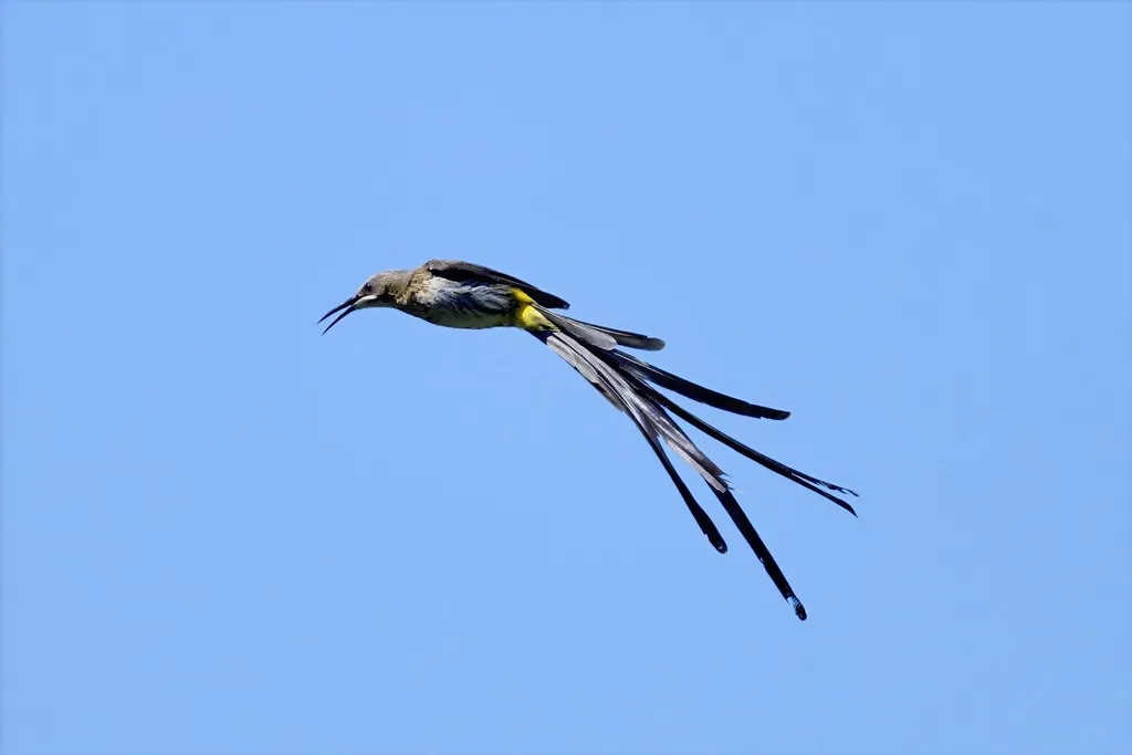 长尾食蜜鸟(Promerops cafer)