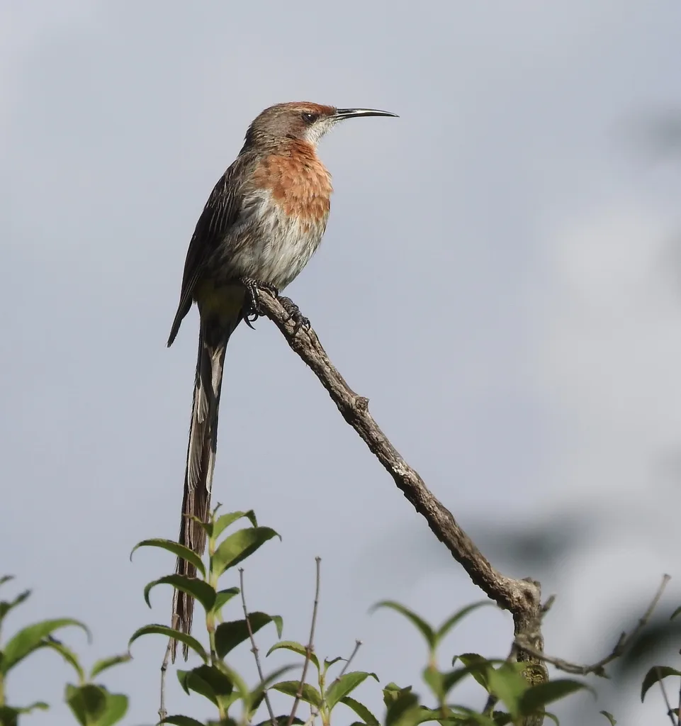 格氏长尾食蜜鸟(Promerops gurneyi)