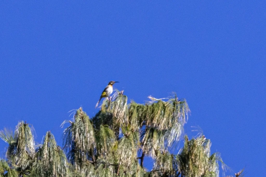 格氏长尾食蜜鸟(Promerops gurneyi)