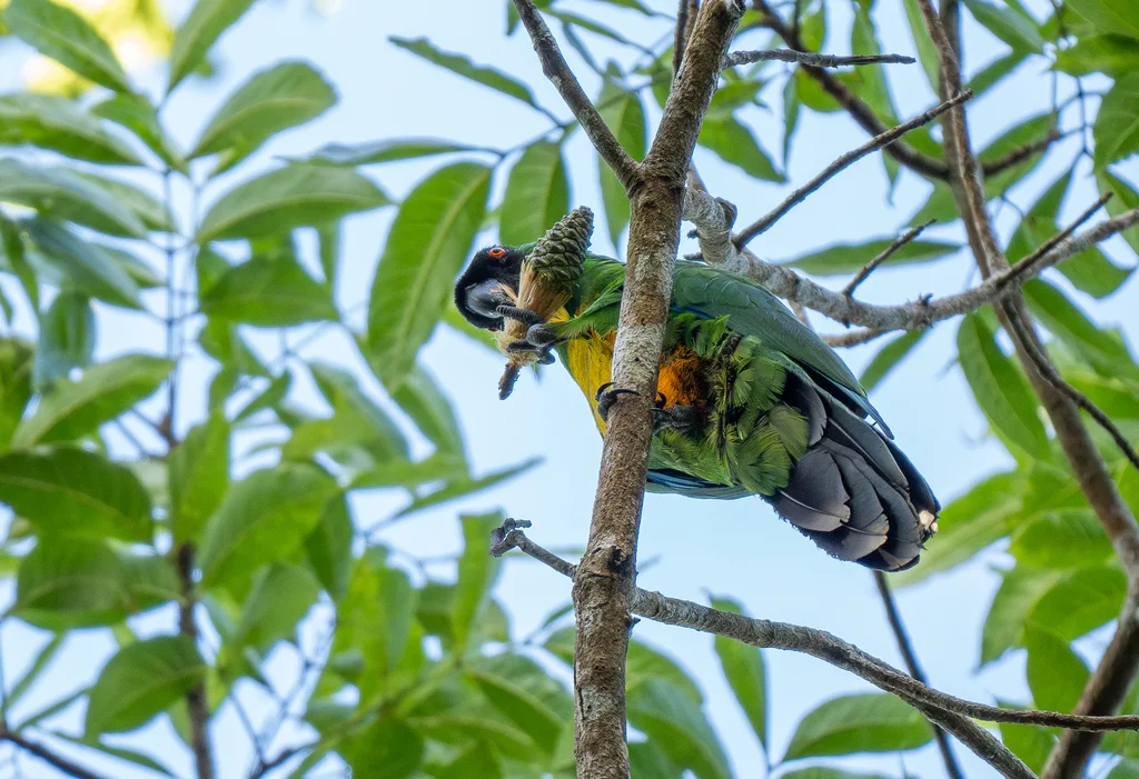 黄胸辉鹦鹉(Prosopeia personata)